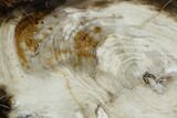 Polished Petrified Wood Slab - Oregon #106372-1